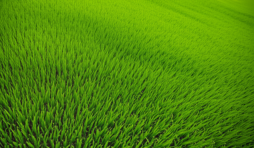 A lush, green landscape in Bangladesh showing revitalized land.